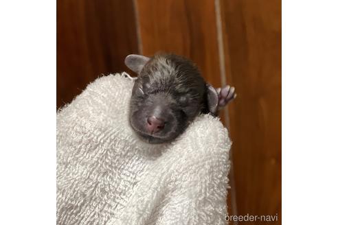 成約済の福岡県のミニチュアダックスフンド(ロングヘアード)-159426の7枚目